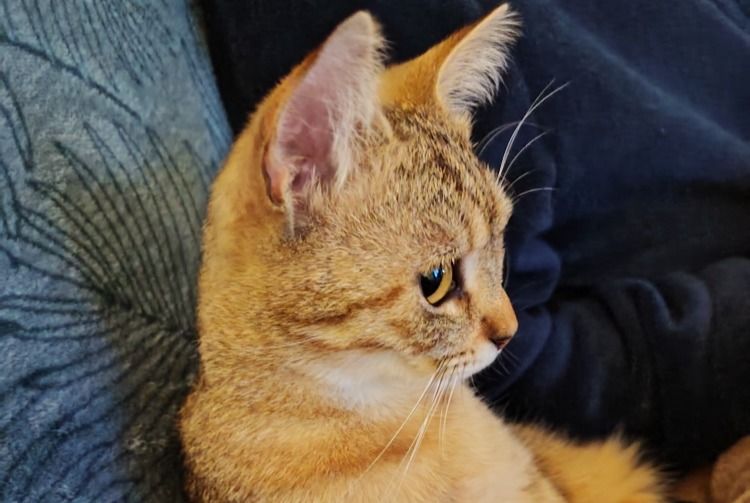 Vermisstmeldung Katze Weiblich , 1 jahre Gorron Frankreich Vermisstmeldung Katze Weiblich , 1 jahre Gorron Frankreich