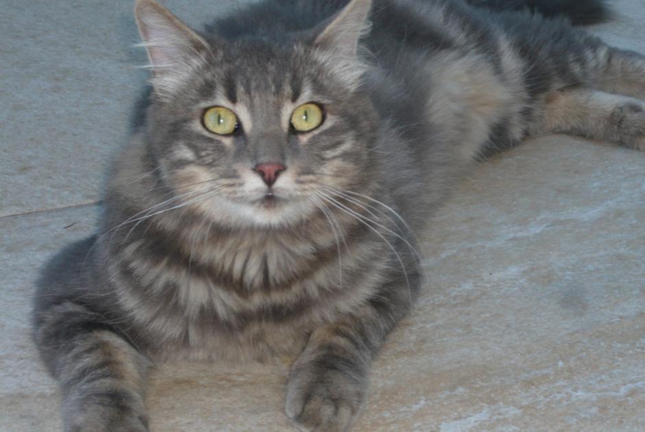 Discovery alert Cat Male Martillac France