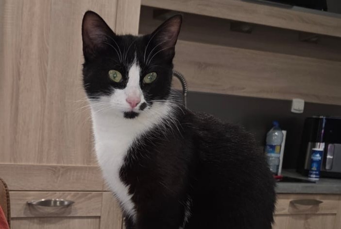 Alerte Disparition Chat croisement Femelle , 1 ans Quintin France