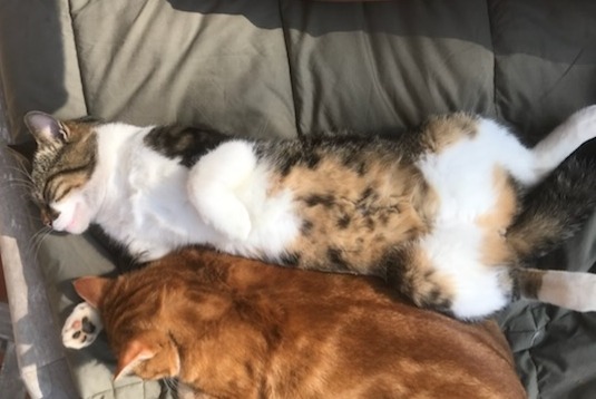 Alerte Disparition Chat Mâle , 4 ans Lannion France