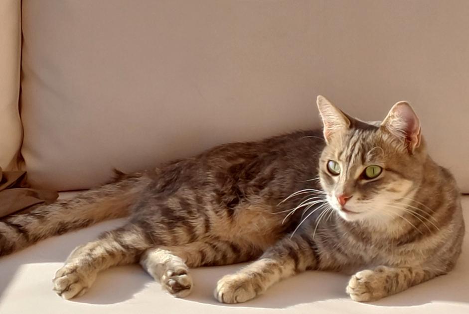 Alerte Disparition Chat croisement Femelle , 7 ans Ciré-d'Aunis France