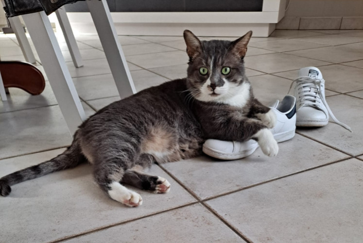 Alerte Disparition Chat Mâle , 5 ans Brax France Alerte Disparition Chat Mâle , 5 ans Brax France