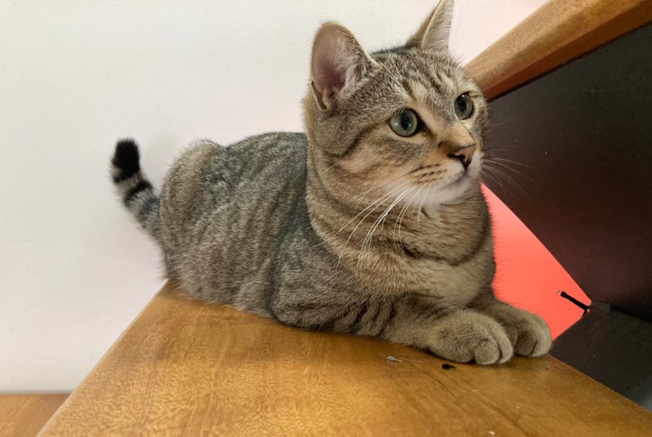 Alerte Disparition Chat Mâle , 4 ans Betton France Alerte Disparition Chat Mâle , 4 ans Betton France