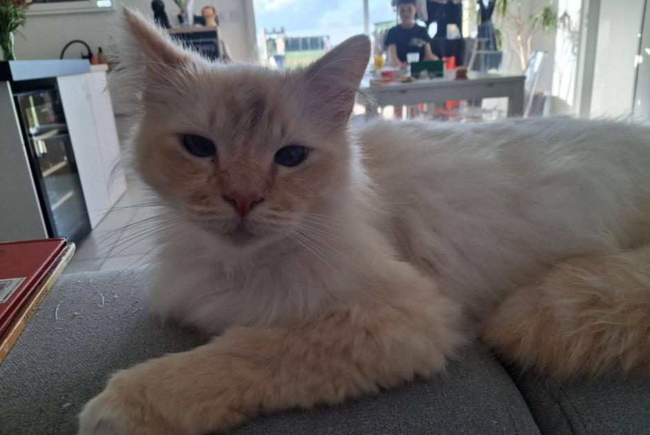 Alerte Disparition Chat  Mâle , 7 ans Saint-Amand-Longpré France