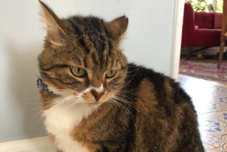 Alerte Disparition Chat croisement Mâle , 8 ans Givrand France