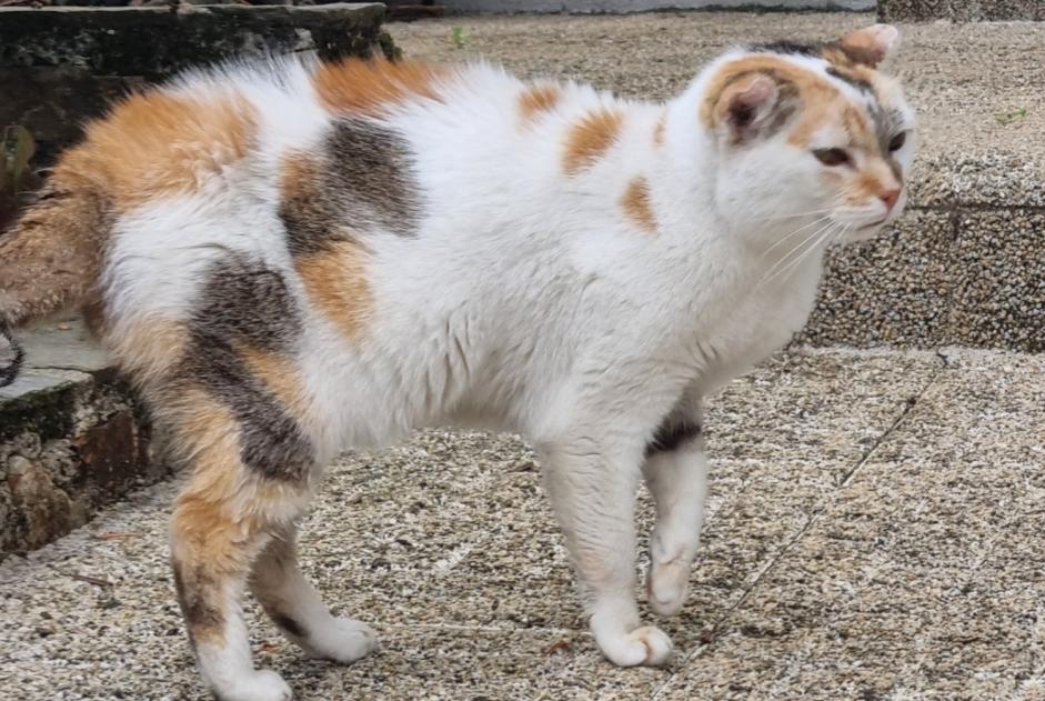 Alerte Découverte Chat Femelle Rodez France