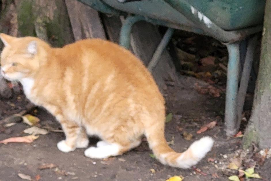 Alerte Découverte Chat Mâle Strasbourg France