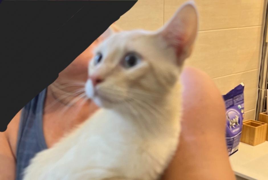 Alerte Découverte Chat Mâle Ozillac France