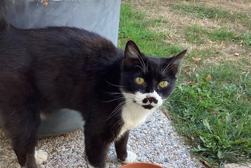 Alerte Découverte Chat Femelle Sylvains-Lès-Moulins France