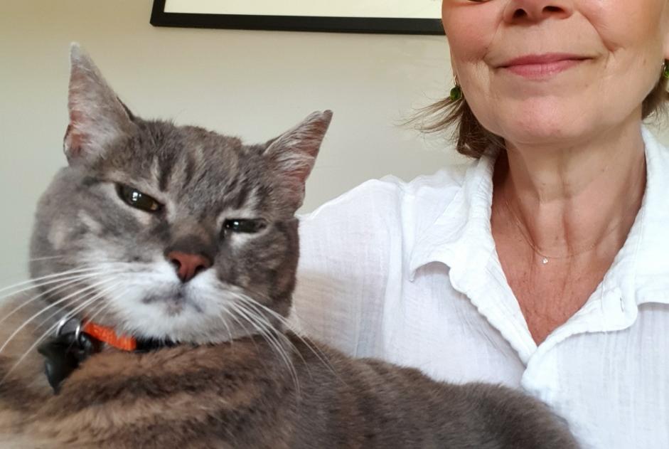 Alerte Découverte Chat Femelle Angers France Alerte Découverte Chat Femelle Angers France