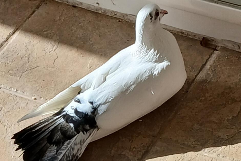 Alerte Découverte Oiseau Inconnu Lannion France Alerte Découverte Oiseau Inconnu Lannion France